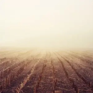 Donec iaculis gravida nulla